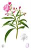 Baum Blatt Frucht von Nerium oleander